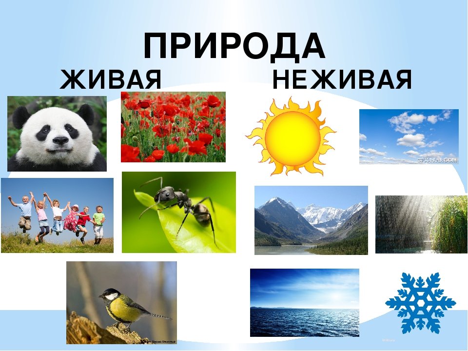 Сохраним первоцветы